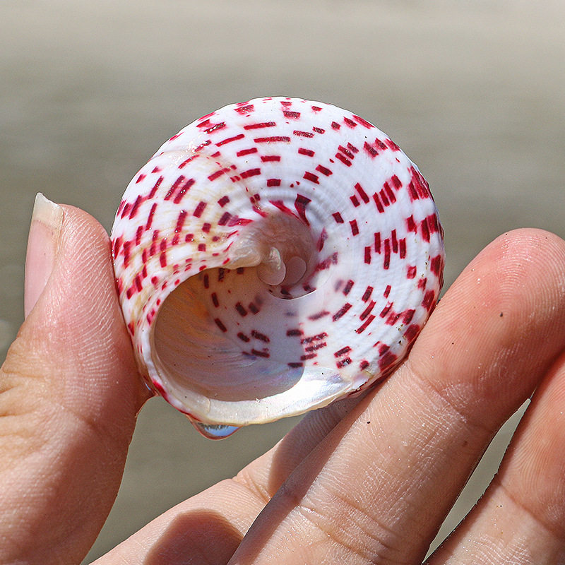 Little Red Tara Snail Pagoda Snail Aquarium Landscape Creative Gift Full Shipping Natural Conch Shell Red Spot Bell Snail