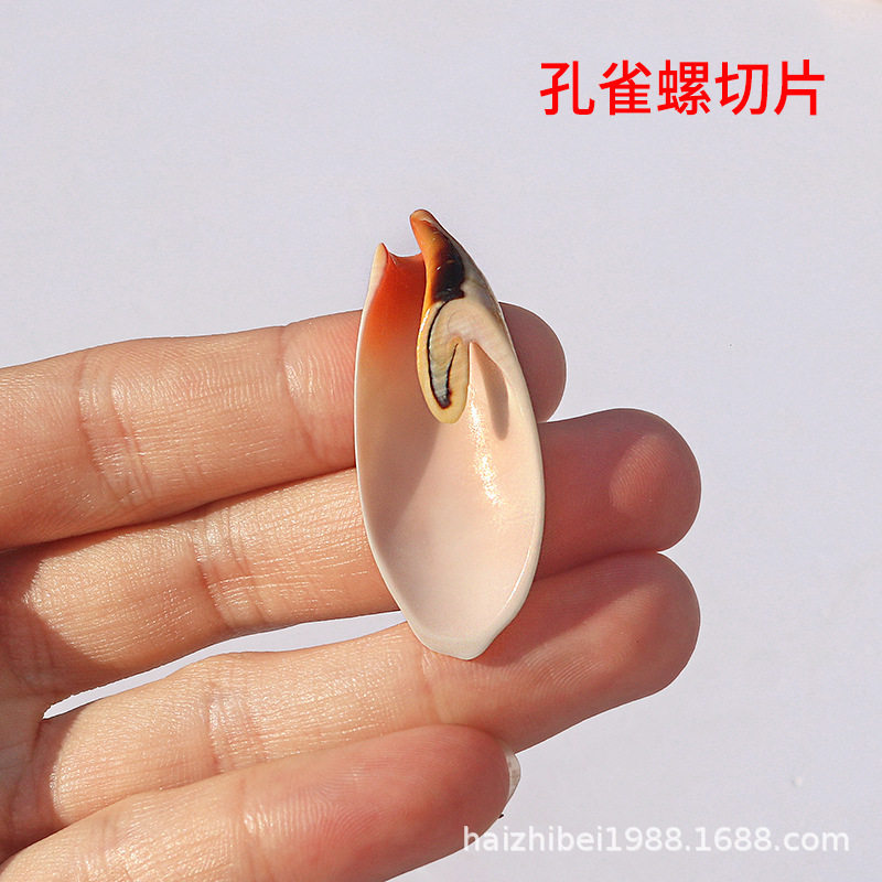 Natural shell conch sliced rose snail handmade diy clothes accessories decorative crafts necklace material wholesale