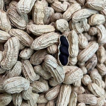 Yunnan Pu'er origin selected high-quality black peanut with shell farm self-produced Purple Peanut grains one-piece delivery