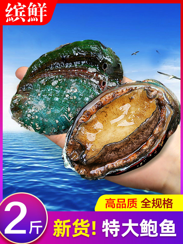 Fresh Abalone, Fresh Seafood, Water Produces Fresh Extra Large Heated Ready-To-Eat Dried Small Abalone Sauce Rice Wholesale