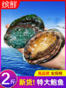 Fresh Abalone, Fresh Seafood, Water Produces Fresh Extra Large Heated Ready-To-Eat Dried Small Abalone Sauce Rice Wholesale