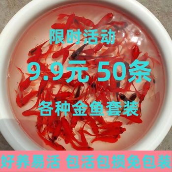 Goldfish Seedling Koi Small Fish Live Ornamental Fish Live Freshwater Feed Fish Live