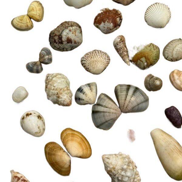 Natural Real Shell Conch Mini Shell Decoration Handmade DIY Shell Photo Frame Storage Box Fish Tank Landscaping