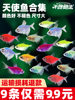 Angelfish Ornamental Fish Hardy Small Tropical Fish Freshwater Fish Colorful Zebra Light Fish Group Swimming Fish Live Fish Fry