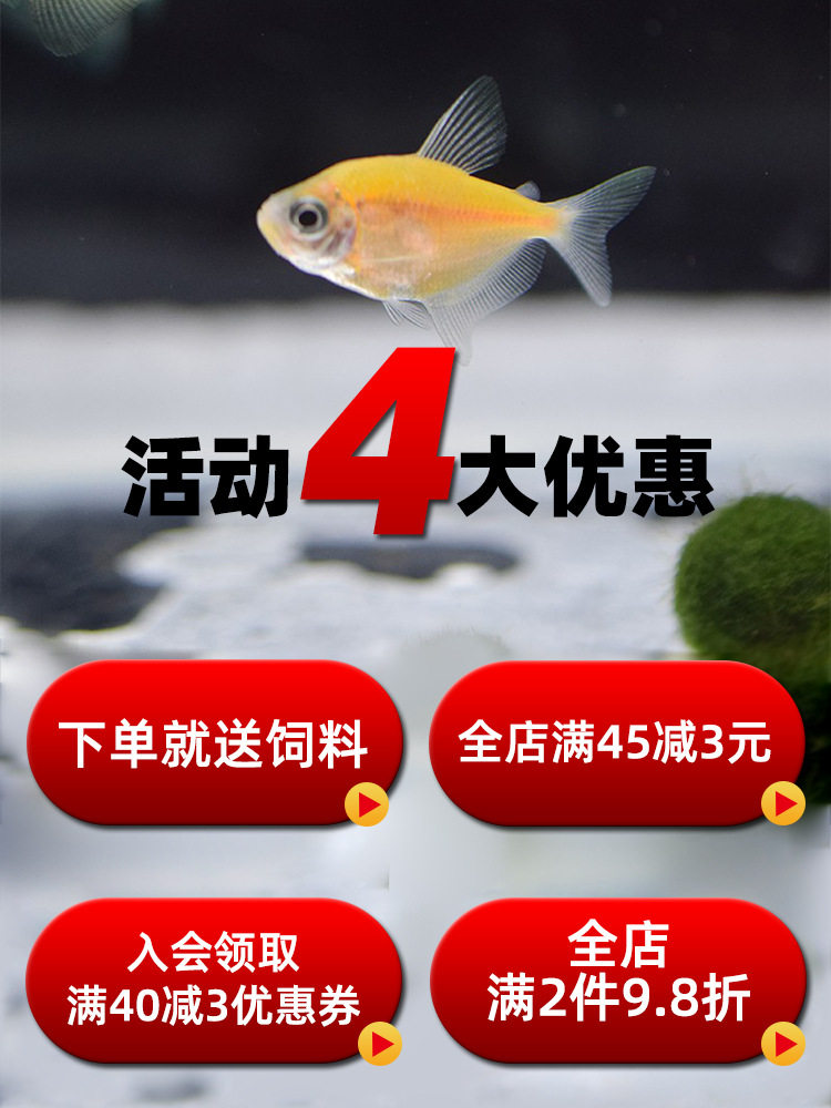 Angelfish Ornamental Fish Hardy Small Tropical Fish Freshwater Fish Colorful Zebra Light Fish Group Swimming Fish Live Fish Fry