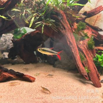 Shanghai tropical fish ornamental fish wholesale red green emerald lamp fish South American lamp fish red tail blazing emerald green