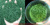 ZC6 green fine white snow bud hair tip 2026 новый чайный бутон, средний бутон-каштановый аромат с цветочным ароматом