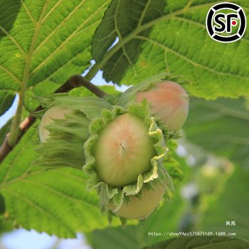 Fresh Wild Hazelnuts with Green Skin, Water Kernels, Water Pulp, Green-Skinned Nuts, a Specialty of Northeast China