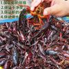 Live Crayfish, Fresh, Home-Grown Aquatic Products, Standard Qianjiang City Clear-Water Crayfish, Fresh and Live