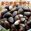 Directly from the Source, Fresh Raw Pine Nuts from Yunnan, Natural Flavor, Large Kernels, Snacks, Nuts, Original Flavor, New Stock