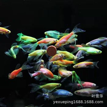 Long Tail Butterfly Wing Zebrafish Green Apple Blueberry Lemon Green Emerald Zebrafish Live Small Fish Tropical Ornamental Fish