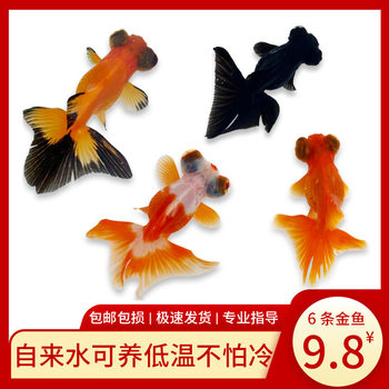 Small Goldfish, Live Fish, Ornamental Fish, Cold Water, Freshwater Red Fish, Koi Fish, Easy to Raise and Live, Good Luck, National Treasure Goldfish