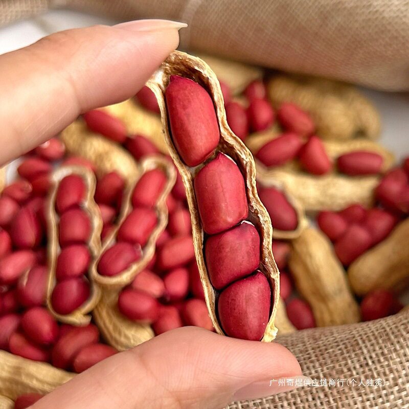 2024 New Red-Skinned Peanuts with Shells, Sun-Dried Raw Farm Seeds, Fresh Four-Skinned Red-Skinned Cooked Peanuts