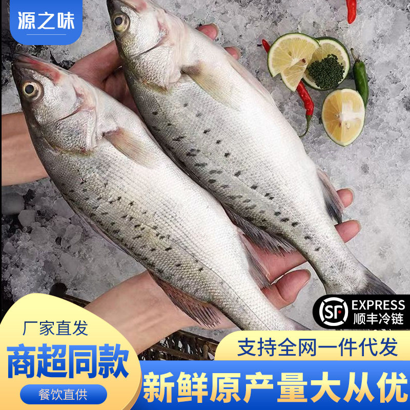 Whole Large Fresh Frozen Sea Bass Deep Sea Fish Seven-Star Bass Fresh Sea Bass Commercial Wholesale