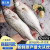 Whole Large Fresh Frozen Sea Bass Deep Sea Fish Seven-Star Bass Fresh Sea Bass Commercial Wholesale