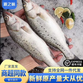 Whole Large Fresh Frozen Sea Bass Deep Sea Fish Seven-Star Bass Fresh Sea Bass Commercial Wholesale
