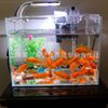 Live Goldfish, Healthy Goldfish, Ornamental Fish, Live Grass Goldfish, Wholesale Live Fish for Stalls, Small Red Grass Fish for Feng Shui