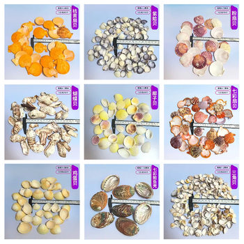 Natural Conch Shells Wholesale by the Pound, Origin, Fish Tank Landscaping, Crafts and Supplies 1- 10cm Scallops