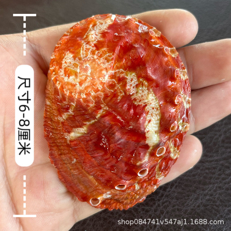 Natural Colorful Abalone Shells, Conch Shells, Home Accessories, Fish Tank Aquascape Handmade DIY Props