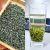 Mingqian 2#Biluochun Xiaoya 250 г х 2 пакетика (бесплатная дегустация)
