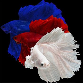 Thai Fighting Fish Tropical Ornamental Fish Dahongpao Blue Robe Pure White Half-Moon Lion King Live E-Commerce Stall Live Broadcast Wholesale