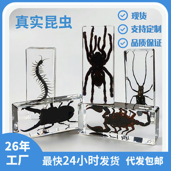 Zhenfang Craft Cross-Border Wholesale Real Insect Specimen High-Transparency Resin Amber Large Acrylic Ornament Embedded