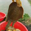 Freshly Caught and Shipped Nutritious Freshwater Live Fish from Huangchuan Turtle Breeding Grounds