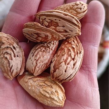 Original Raw Almonds, Dried Fried Almonds, Hand-Peeled Paper-Skinned Xinjiang Specialty Almonds, Yingjisha Double Nuts Almonds