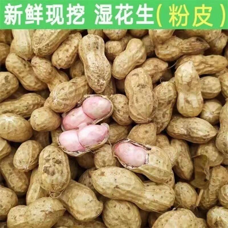 2025 Fresh Peanuts, Farm Freshly Dug Pink-Skinned Peanuts, Boiled Peanuts, Shelled Fresh Wet Peanuts with Slight Mud