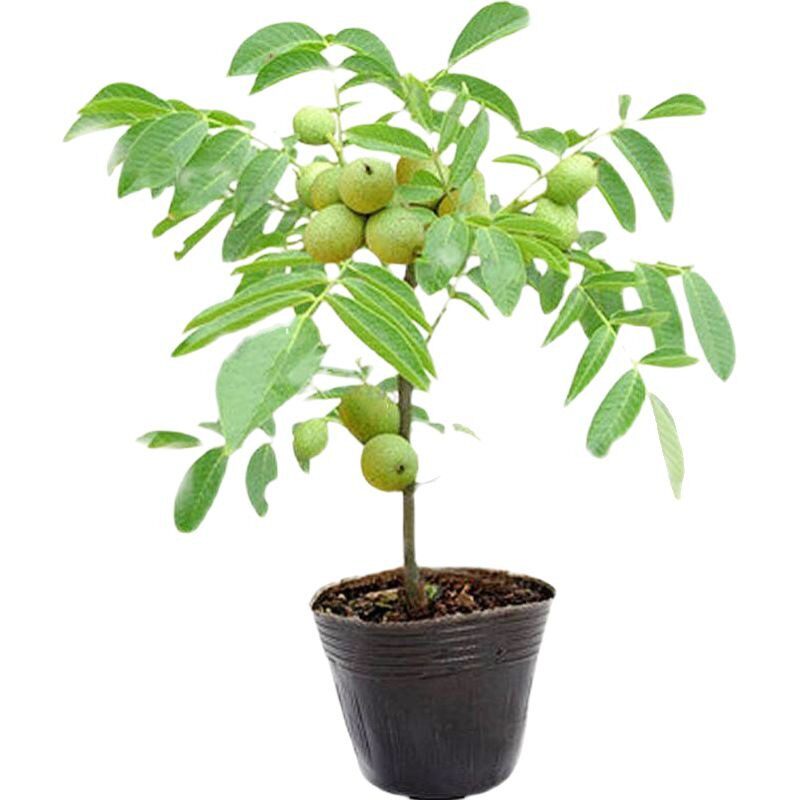 Grafted Walnut Saplings, Fruit Saplings, Pecan Seedlings Planted in the North and South 8518 Ground-Planted Thin-Shell Paper Bark That Bear Fruit in the Same Year