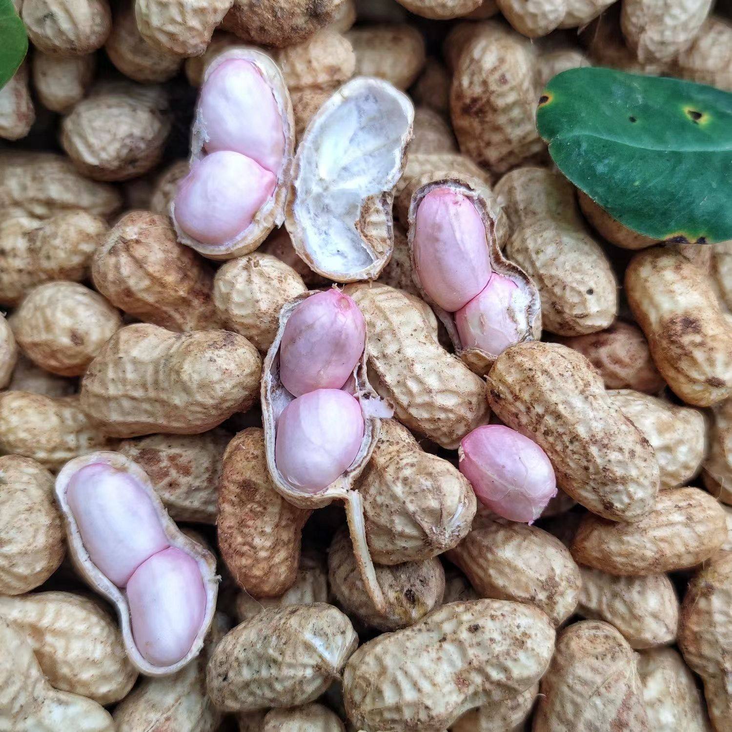 20 Fresh Shelled Fresh Peanuts Dug Every Day and Freshly Dug with Red Skin and Pink Skin Wet Peanuts Farm Shelled Raw Peanuts