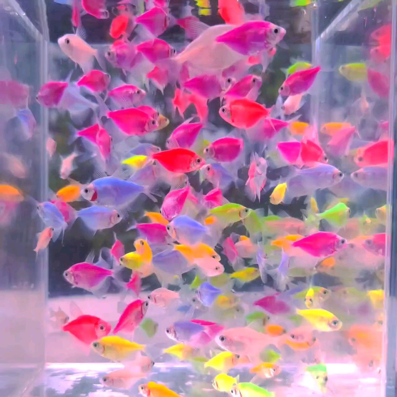 Angel fish tropical ornamental fish group tour can be mixed with lazy people net red candy angel fish good to raise live freshwater fish