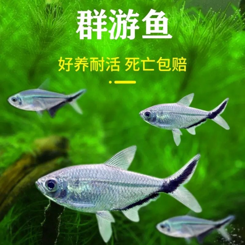Black-Tailed Goby Wholesale Small Tropical Fish Ornamental Fish Live Black-Tailed Fin Grass Tank Shanghai Fishery Aquarium