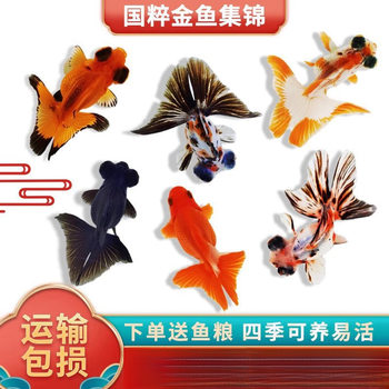 Goldfish, Live Fish, Ornamental Fish, Small Freshwater Fish, Easy to Raise Cold Water Fish, Koi, Thai Lion Head, Butterfly Tail Orchid, Longevity Goldfish Fry