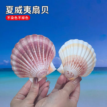 Natural Conch Shell DIY Painting Special Shell Hawaiian Fan Shell Jewelry Box Wall Stickers Fish Tank Landscape Decoration