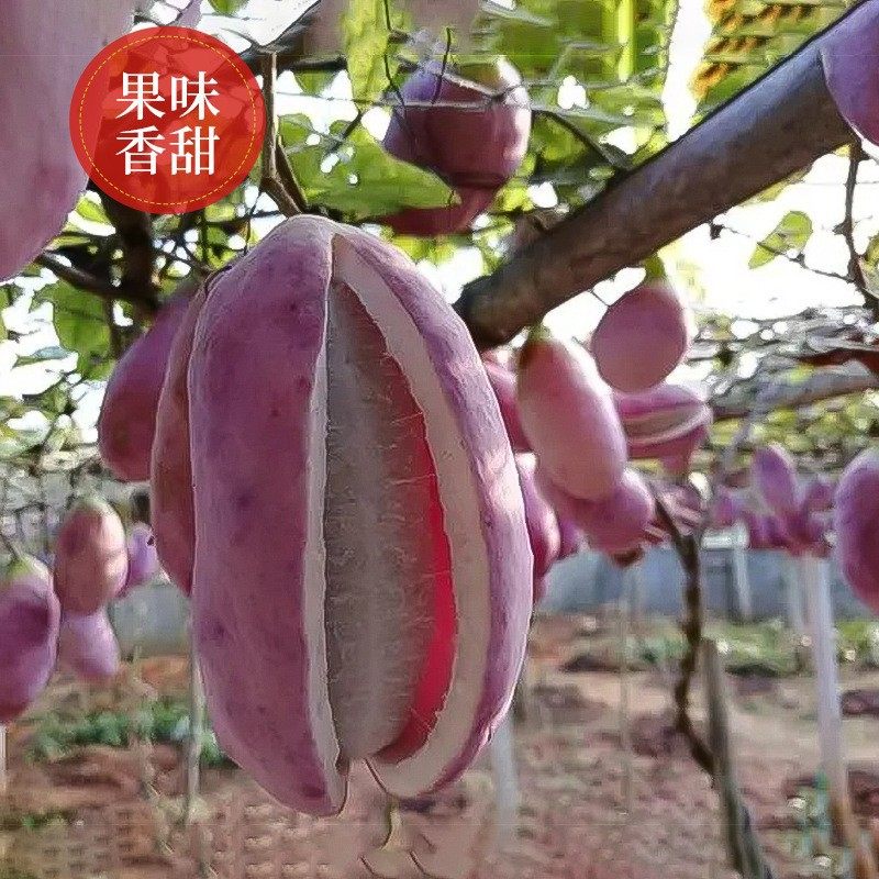 Wholesale Ginseng Fruit Seeds, Thick Flesh, Fragrant Flowers and Fruits, Milky Yellow Flesh, New Seeds for Farmland and Vegetable Gardens with High Germination Rate