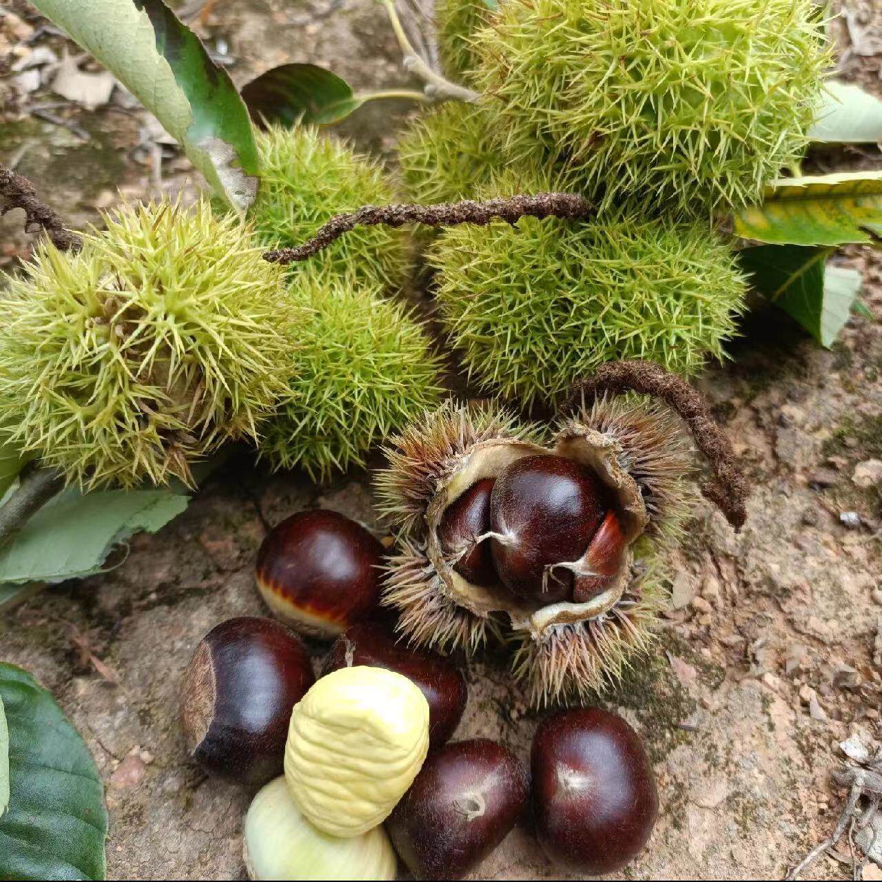 Fresh Raw Chestnuts from the Mountains of Guizhou and Yunnan, Large Hairy Chestnuts, Oil Chestnuts with Shells, Freshly Picked and Shipped, Free Shipping and Guaranteed Compensation