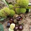 Fresh Raw Chestnuts from the Mountains of Guizhou and Yunnan, Large Hairy Chestnuts, Oil Chestnuts with Shells, Freshly Picked and Shipped, Free Shipping and Guaranteed Compensation