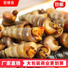 Spicy Sea Snail Bags Affordable 500g Commercial Seafood Cooked Spicy Sea Snails Without Tails Sea Cones and Sea Melon Seeds Wholesale