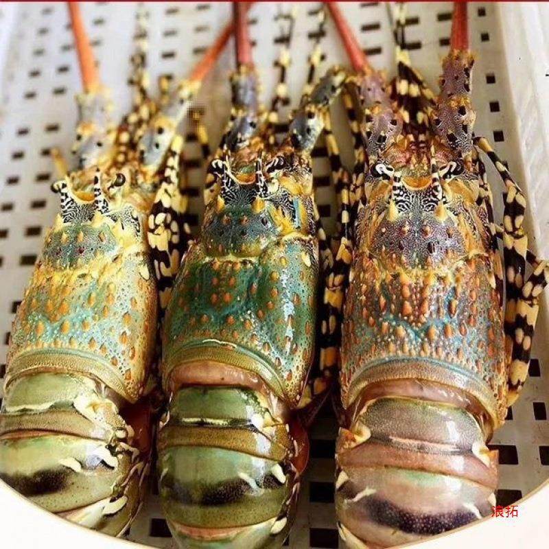 Lobster, Large Green Frozen Seafood, Quick-Frozen Small Green Kingston Flower Lobster Wholesale Dropshipping, One-Piece Cross-Border Dropshipping