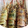 Lobster, Large Green Frozen Seafood, Quick-Frozen Small Green Kingston Flower Lobster Wholesale Dropshipping, One-Piece Cross-Border Dropshipping
