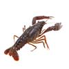 Directly Shipped from Hubei, Live Crayfish, Fresh Live Shrimp, Commercial Wholesale of Crayfish, Freshly Caught Clear Water Shrimp