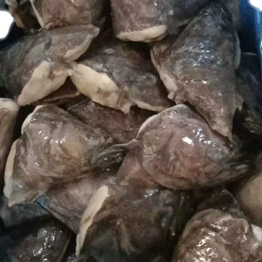 Fresh Discus Fish Head, Frozen Turbot Fish Head, Deep-Sea Fresh Flounder, Abalone Fish, Commercial Wholesale High-Quality Seafood