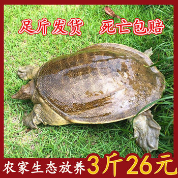 Fresh Soft-Shell Turtle, Fresh Wild-Raised Large Water Fish, Cheap Group Fry, Chinese Soft-Shell Turtle, Small Soft-Shell Turtle, Wholesale Party Snacks