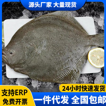 Fresh and Frozen Snapper, Flounder, Abalone, Sea Fish, Red Snapper, Flatfish, Sea Bream, Seafood for Commercial Use