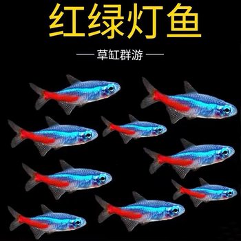 Traffic Light Ornamental Fish Small Tropical Fish Treasure Lotus Light Freshwater Fish Fry Tank Group Swimming Fish Guppy Live Fish