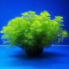Green Chrysanthemum Grass Oxygenated Spherical Water Grass Is a Complete Set of Betta Fish Tank Landscaping Without Bottom Sand to Purify Water Quality
