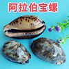 Natural Shell Arabian Snail Crafts Aquarium Landscape Collection Specimen Conch Ornaments