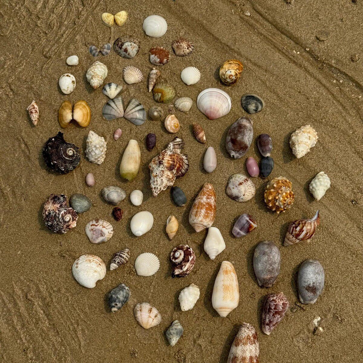 Natural Real Shell Conch Mini Shell Decoration Handmade DIY Shell Photo Frame Storage Box Fish Tank Landscaping