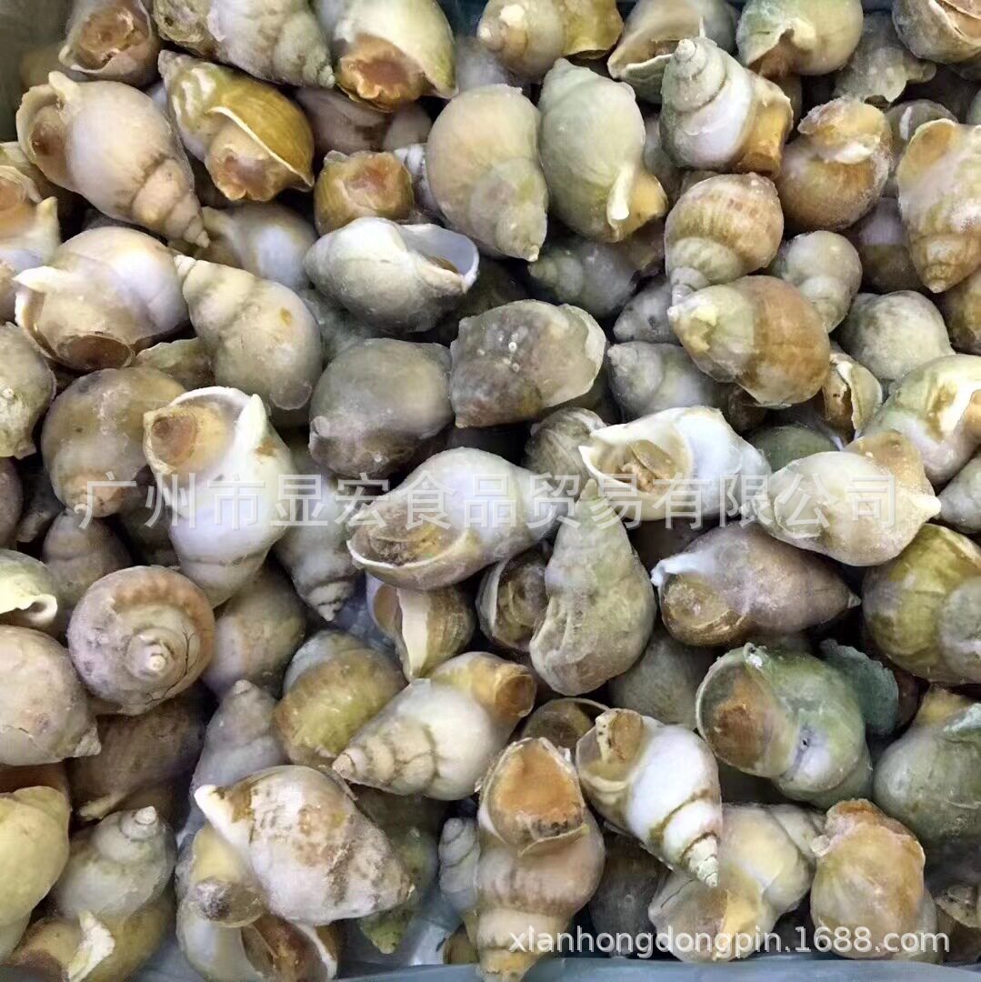 Cooked Frozen Jade Snail Frozen Conch Seafood Aquatic Products Wholesale Japanese and Korean Cuisine